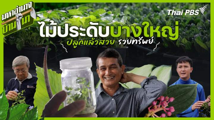 ไม้ประดับบางใหญ่ ปลูกแล้วสวย รวยทรัพย์