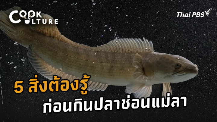 5 สิ่งต้องรู้ ก่อนกินปลาช่อนแม่ลา