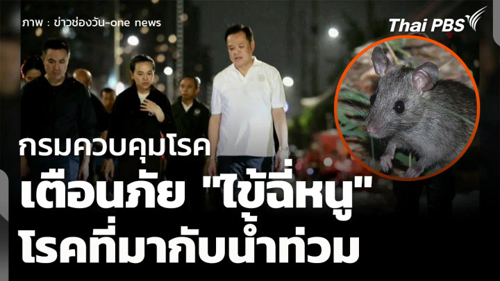 กรมควบคุมโรคเตือนภัย "ไข้ฉี่หนู" โรคที่มากับน้ำท่วม 