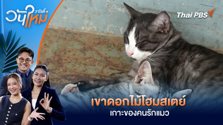 เขาดอกไม้โฮมสเตย์ เกาะของคนรักแมว
