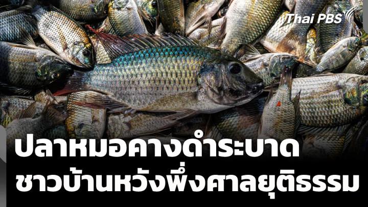 ปลาหมอคางดำระบาดไม่หยุด ชาวบ้านหวังพึ่งศาลยุติธรรม