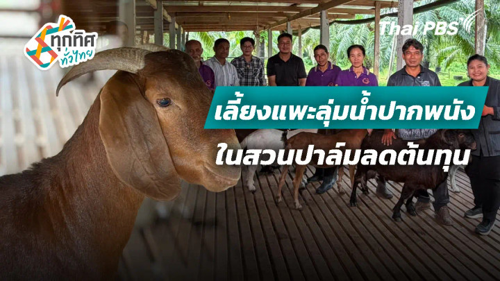 เลี้ยงแพะลุ่มน้ำปากพนังในสวนปาล์มลดต้นทุน
