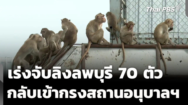 เร่งตามจับลิงลพบุรี กว่า 70 ตัว กลับเข้ากรงสถานอนุบาลฯ