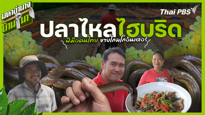 ปลาไหลไฮบริด ฝีมือคนไทย ขายไกลโกอินเตอร์