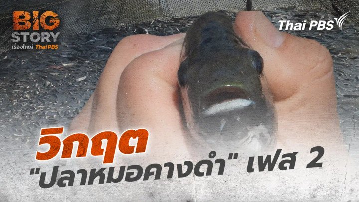 วิกฤต "ปลาหมอคางดำ" เฟส 2