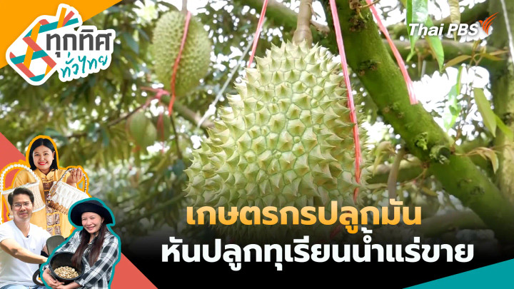 เกษตรกรปลูกมันหันปลูกทุเรียนน้ำแร่ขาย