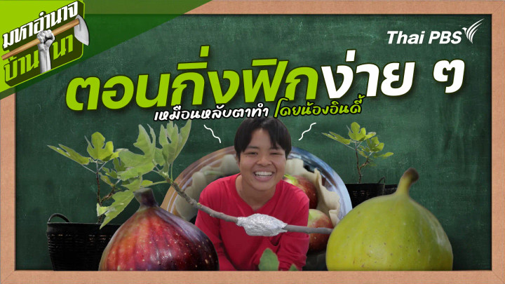 สูตรลับฉบับบ้านนา : ตอนกิ่งฟิกง่าย ๆ เหมือนหลับตาทำ โดยน้องอินดี้