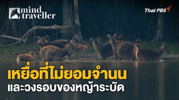 เหยื่อที่ไม่ยอมจำนนและวงรอบของหญ้าระบัด