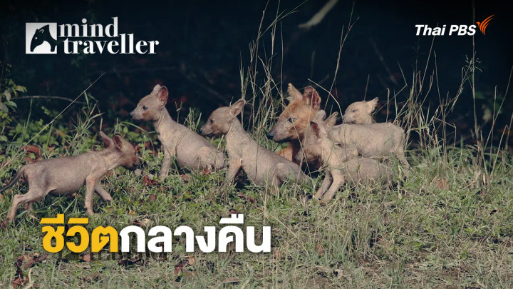 ชีวิตกลางคืน