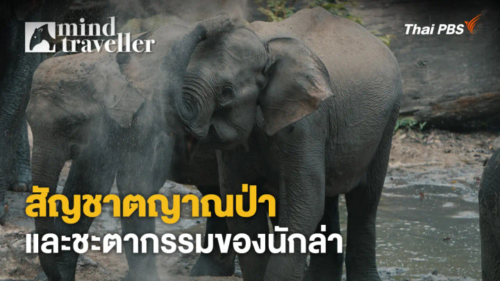 สัญชาตญาณป่าและชะตากรรมของนักล่า
