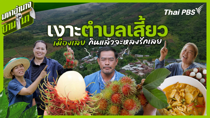 เงาะตำบลเสี้ยวเมืองเลย กินแล้วจะหลงรักเลย