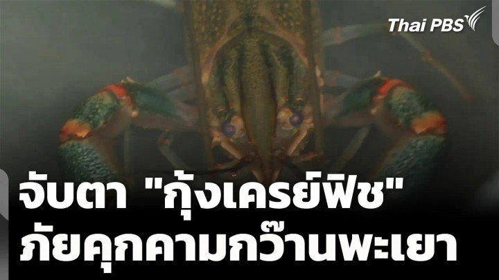 จับตาการระบาด "กุ้งเครย์ฟิช" ภัยคุกคามใหญ่กว๊านพะเยา