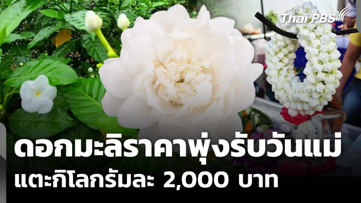 ดอกมะลิราคาพุ่งรับวันแม่ แตะกิโลกรัมละ 2,000 บาท