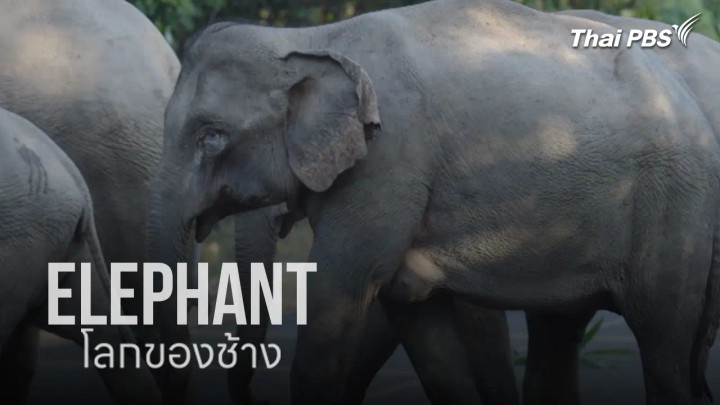 ELEPHANT โลกของช้าง