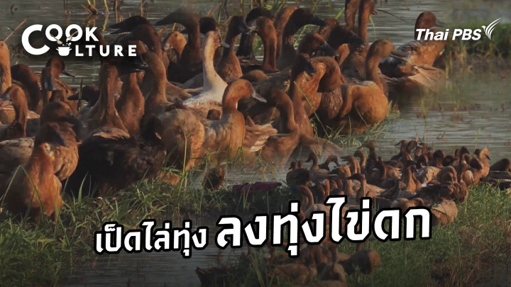 เป็ดไล่ทุ่ง ลงทุ่งไข่ดก