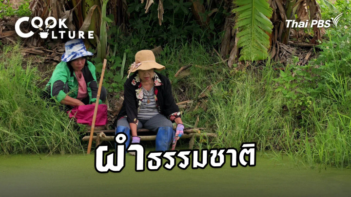 ผำธรรมชาติ