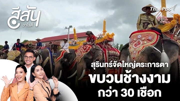 สุรินทร์จัดใหญ่ตระการตาขบวนช้างงามกว่า 30 เชือก | สีสันวาไรตี้