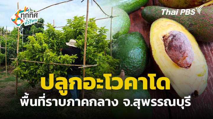 ปลูกอะโวคาโดพื้นที่ราบภาคกลาง จ.สุพรรณบุรี
