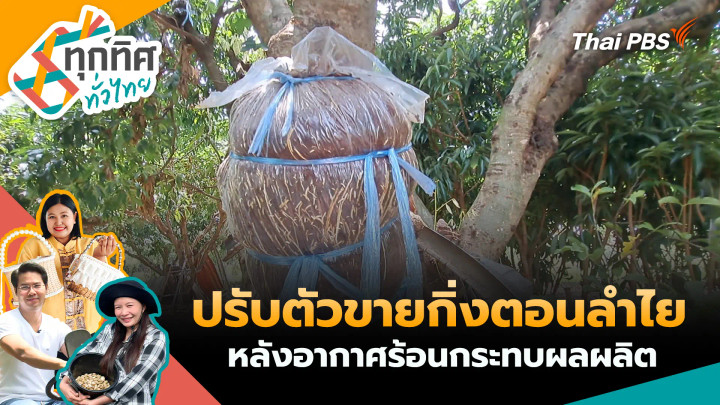 ปรับตัวขายกิ่งตอนลำไยหลังอากาศร้อนกระทบผลผลิต