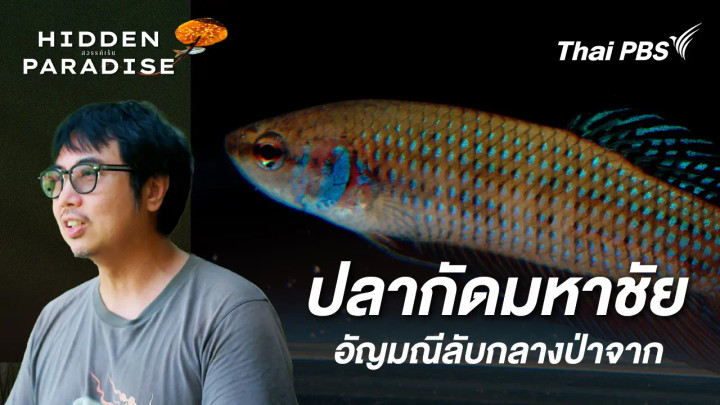 ปลากัดมหาชัย อัญมณีลับกลางป่าจาก