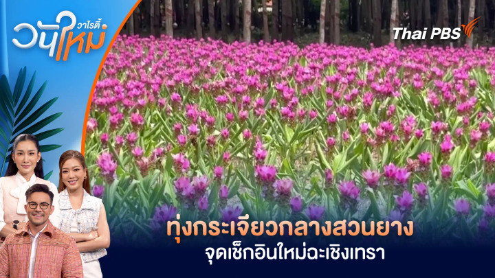 ทุ่งกระเจียวกลางสวนยาง จุดเช็กอินใหม่ฉะเชิงเทรา