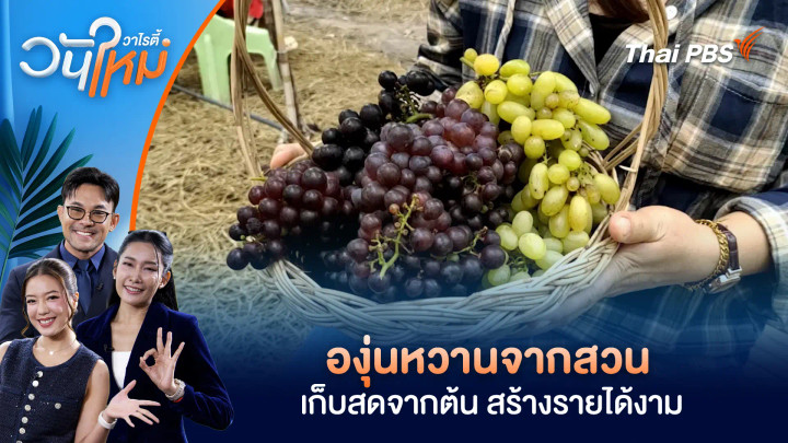 องุ่นหวานจากสวน เก็บสดจากต้น สร้างรายได้งาม