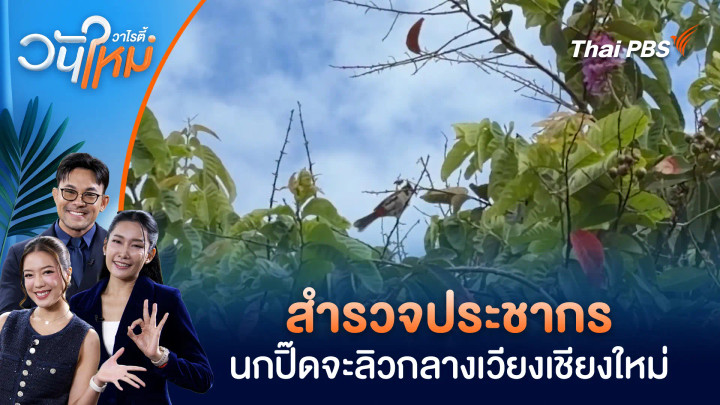 สำรวจประชากรนกปิ๊ดจะลิวกลางเวียงเชียงใหม่