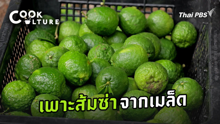 เพาะส้มซ่าจากเมล็ด