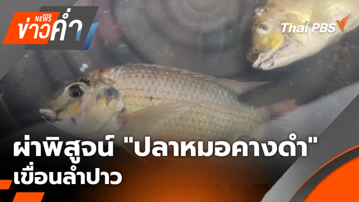 ผ่าพิสูจน์ "ปลาหมอคางดำ" เขื่อนลำปาว