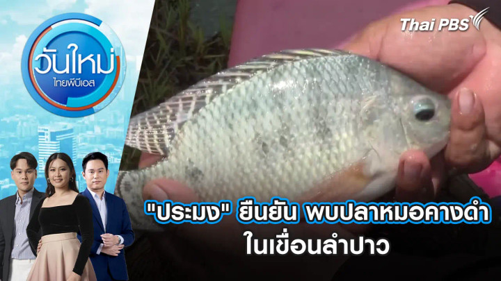 "ประมง" ยืนยัน พบปลาหมอคางดำในเขื่อนลำปาว