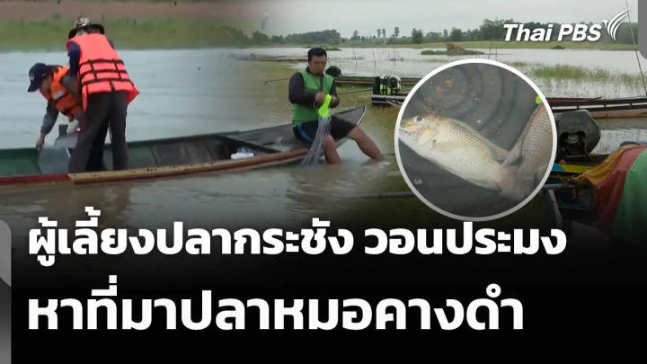 ผู้เลี้ยงปลากระชัง วอนประมงหาที่มาปลาหมอคางดำ