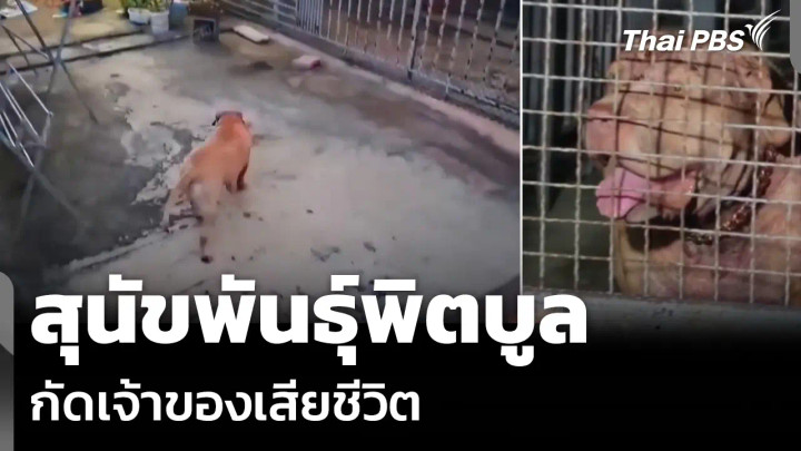 สุนัขพันธุ์พิตบูล กัดเจ้าของเสียชีวิต