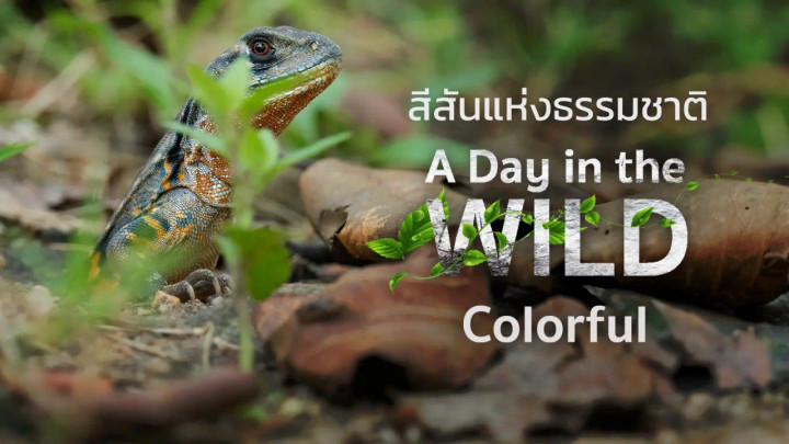 A Day in the WILD