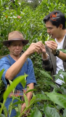 เก็บชากับพ่อทอง อ.ดอยสะเก็ด จ.เชียงใหม่