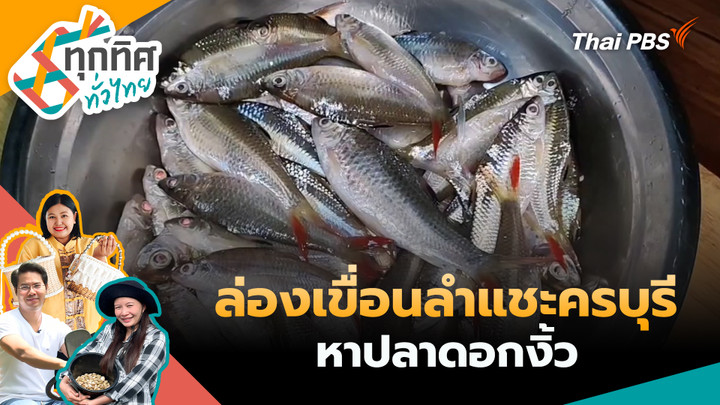 ล่องเขื่อนลำแชะครบุรีหาปลาดอกงิ้ว