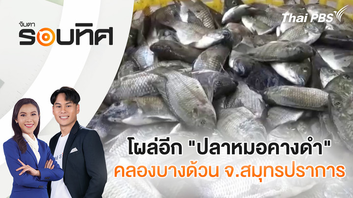 โผล่อีก "ปลาหมอคางดำ" คลองบางด้วน จ.สมุทรปราการ