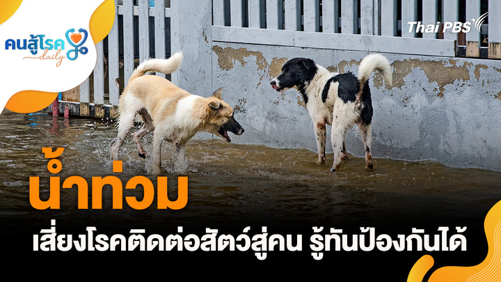 น้ำท่วมเสี่ยงโรคติดต่อสัตว์สู่คน รู้ทันป้องกันได้, “ผงชูรส” ทำให้หัวล้าน?