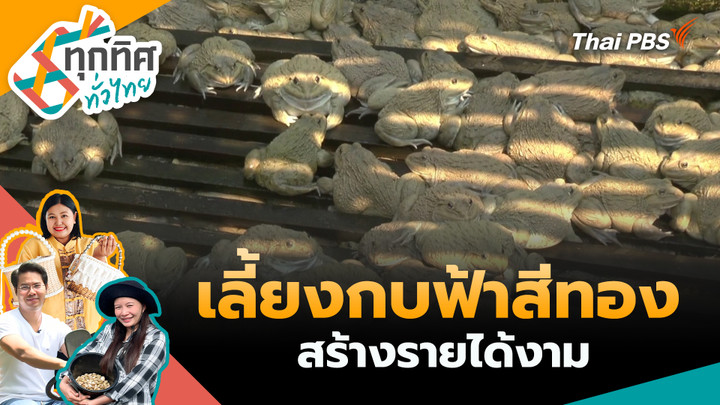 เลี้ยงกบฟ้าสีทองสร้างรายได้งาม