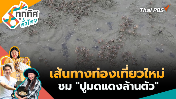 เส้นทางท่องเที่ยวใหม่ชม "ปูมดแดงล้านตัว"