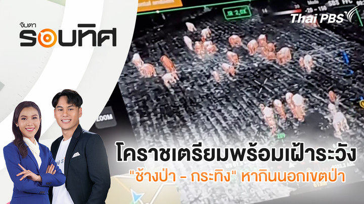 โคราชเตรียมพร้อมเฝ้าระวัง "ช้างป่า - กระทิง" หากินนอกเขตป่า