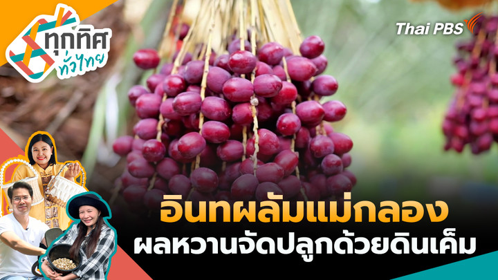 อินทผลัมแม่กลองผลหวานจัดปลูกด้วยดินเค็ม
