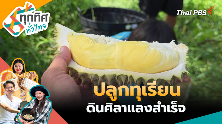 ปลูกทุเรียนดินศิลาแลงสำเร็จ