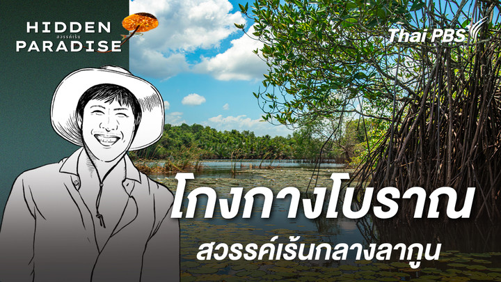 โกงกางโบราณ : สวรรค์เร้นกลางลากูน