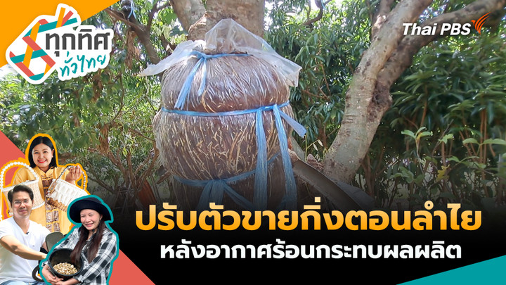 ปรับตัวขายกิ่งตอนลำไยหลังอากาศร้อนกระทบผลผลิต