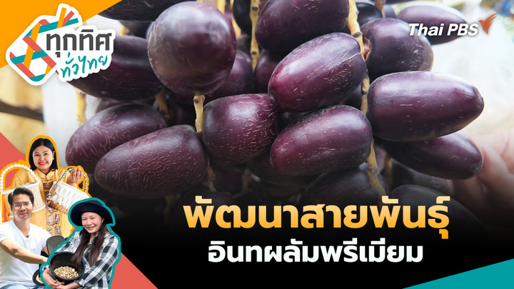 พัฒนาสายพันธุ์อินทผลัมพรีเมียม
