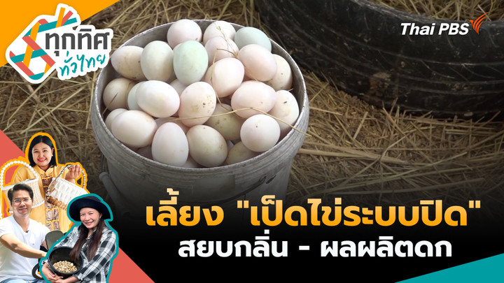 เลี้ยง "เป็ดไข่ระบบปิด" สยบกลิ่น - ผลผลิตดก