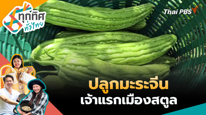 ปลูกมะระจีนเจ้าแรกเมืองสตูล