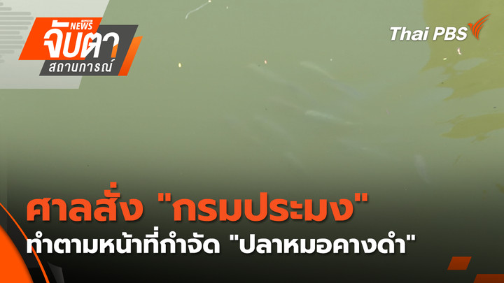 ศาลสั่ง "กรมประมง" ทำตามหน้าที่กำจัด "ปลาหมอคางดำ"