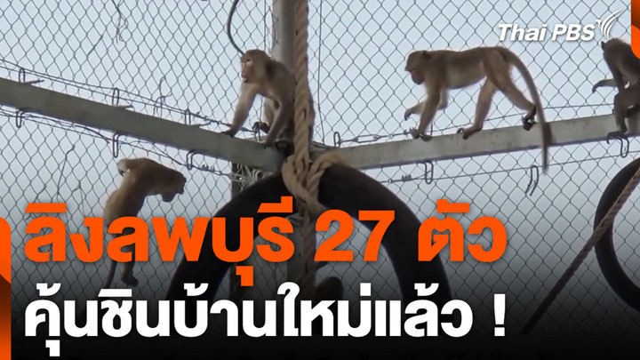 ลิงลพบุรี 27 ตัว คุ้นชินบ้านใหม่แล้ว !