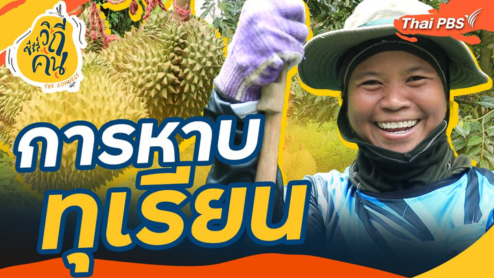 การหาบทุเรียน